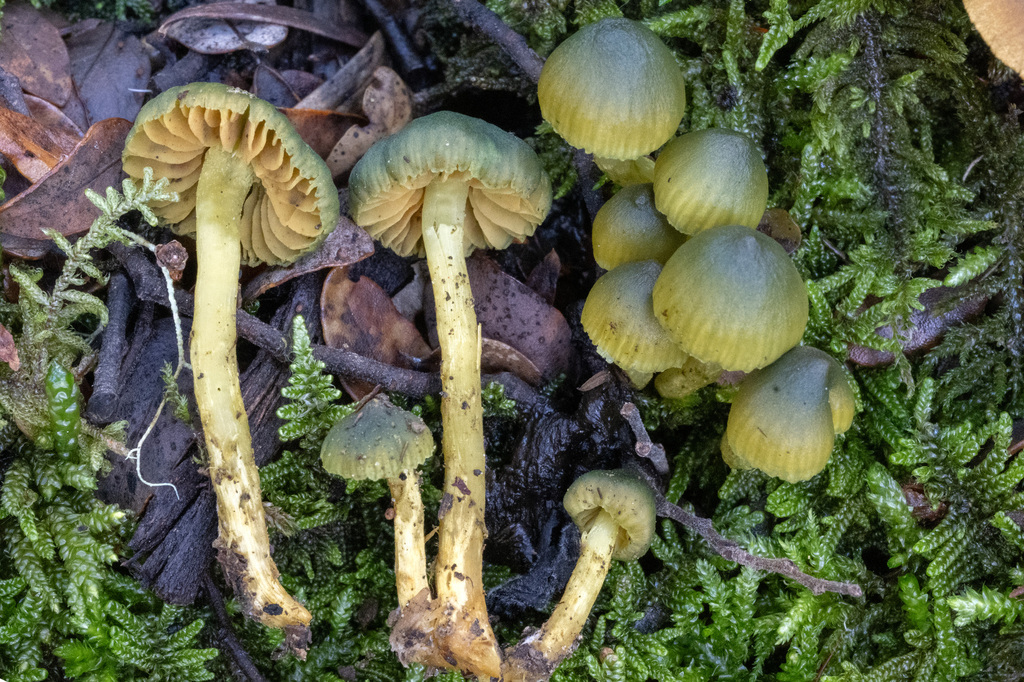 Cortinarius lachanus · April 2025 · photo: © cooperj (iNaturalist, cc0)