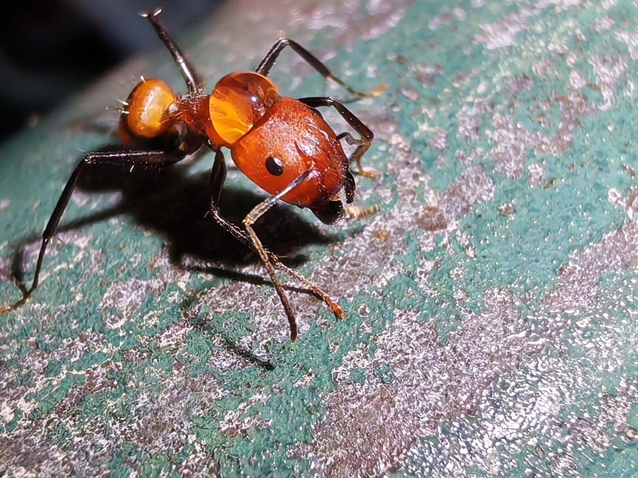 Camponotus exiguoguttatus