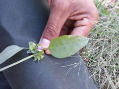 Dicliptera resupinata