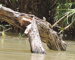 Trachemys hartwegi