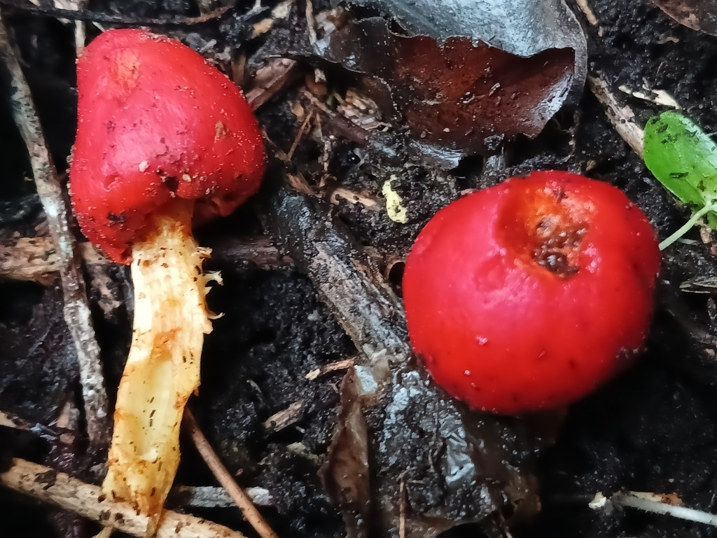 Leratiomyces erythrocephalus · August 2025 · photo: © ecoman (iNaturalist, cc-by)