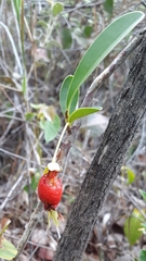 Eugenia involucrata