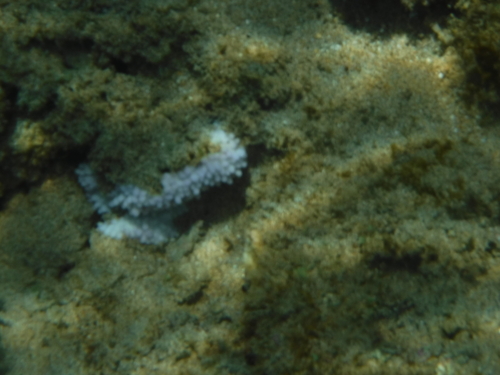 Montipora capitata observed 2025-07-14