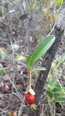 Eugenia involucrata