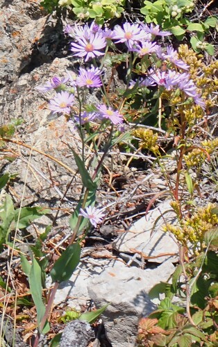 Symphyotrichum laeve