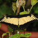 Androgeus Swallowtail - Photo (c) Thomas Bresson, some rights reserved (CC BY)