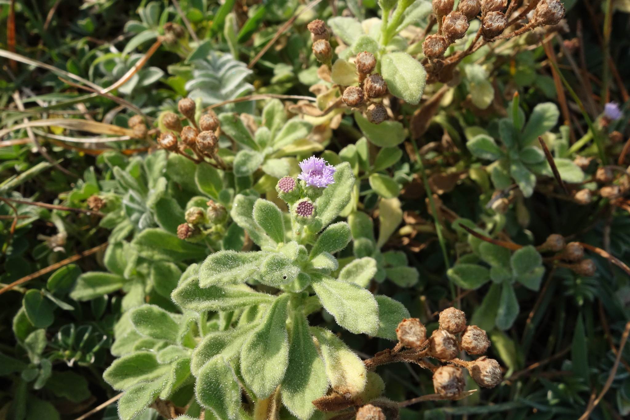 Cyanthillium maritimum