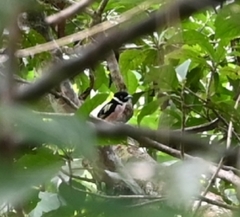 Eurylaimus ochromalus