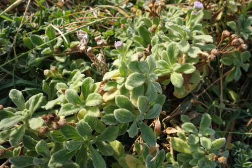Image of Cyanthillium Maritimum (Cyanthillium maritimum) by (c) agujaceratops, some rights reserved (CC BY)