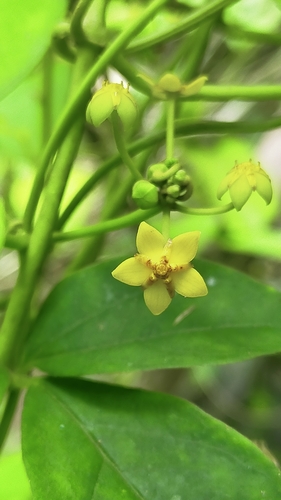 Heterostemma siamicum