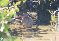 Rallus longirostris