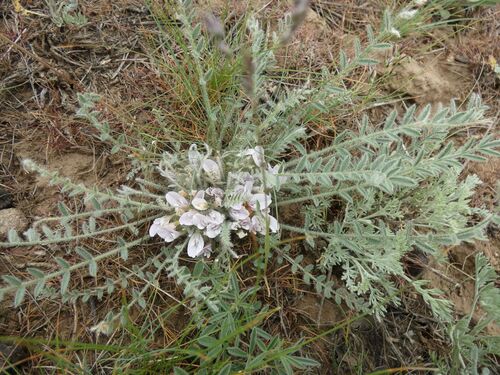 Astragalus dolichophyllus