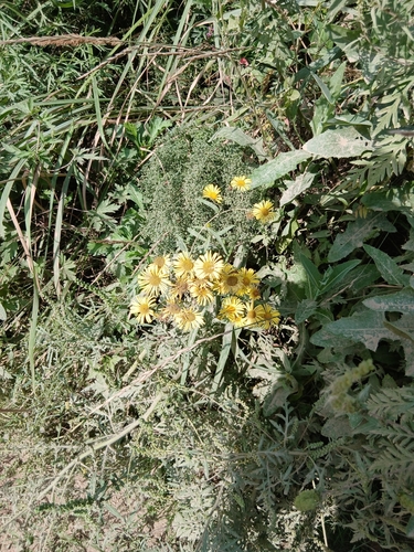 Inula japonica (Inula japonica)