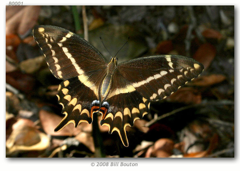 Schaus' Swallowtail