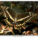 Mariposa Cometa - Photo (c) Bill Bouton, algunos derechos reservados (CC BY-SA)