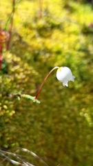Cassiope lycopodioides, photograph (c) Violetta Dzizyurova, some rights reserved (CC BY)