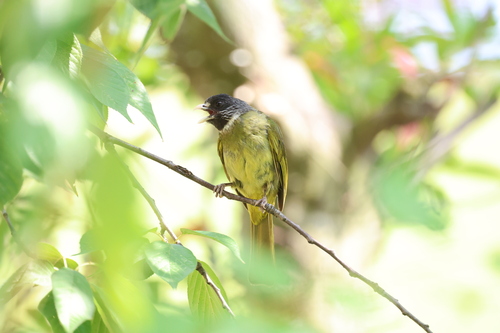 Collared Finchbill