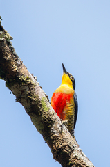 Melanerpes flavifrons