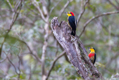 Melanerpes flavifrons