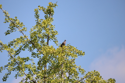 Spotted Dove