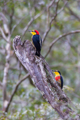 Melanerpes flavifrons