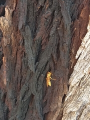 Polistes apachus apachus