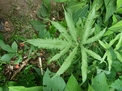 Tectariaceae