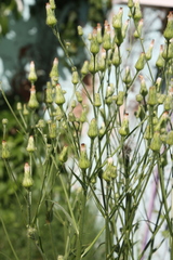 Hypochaeris chillensis
