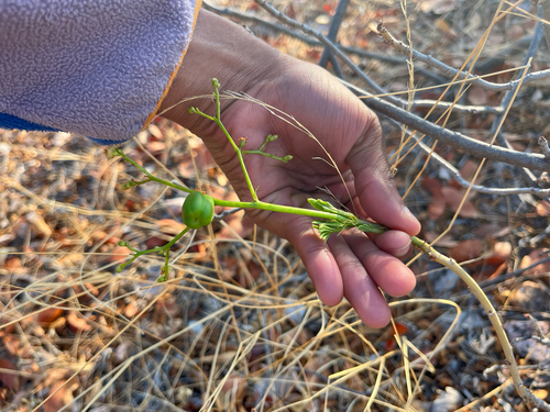 Jatropha messinica E.A.Bruce 3
