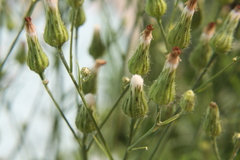 Hypochaeris chillensis