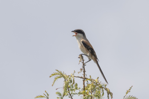 Long-tailed Shrike