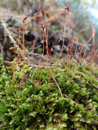 Meesia uliginosa observed 2025-08-19