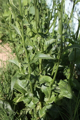 Hypochaeris chillensis