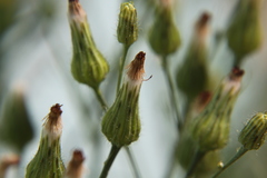 Hypochaeris chillensis