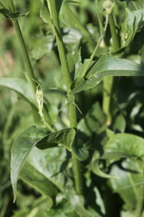 Hypochaeris chillensis