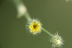 Hypochaeris chillensis