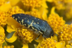 Acmaeodera flavopicta
