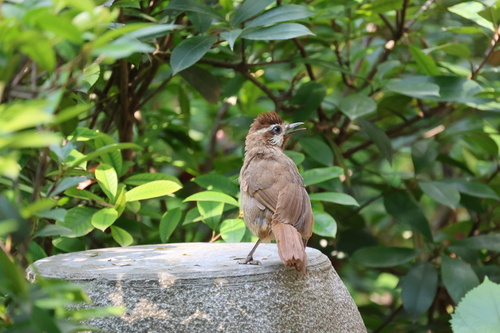 White-browed Laughingthrush