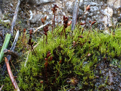 Distichium inclinatum observed 2025-08-19