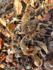 author not stated, no rights reserved Crabbea velutina, photograph author not stated, no rights reserved