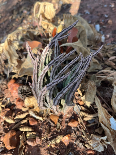 Ceropegia longipedicellata