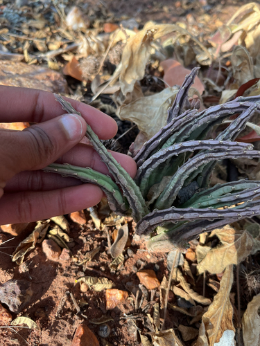 Ceropegia longipedicellata