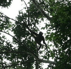 Hylobates funereus