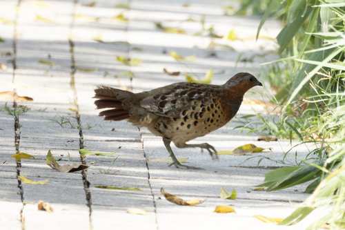 Chinese Bamboo-Partridge