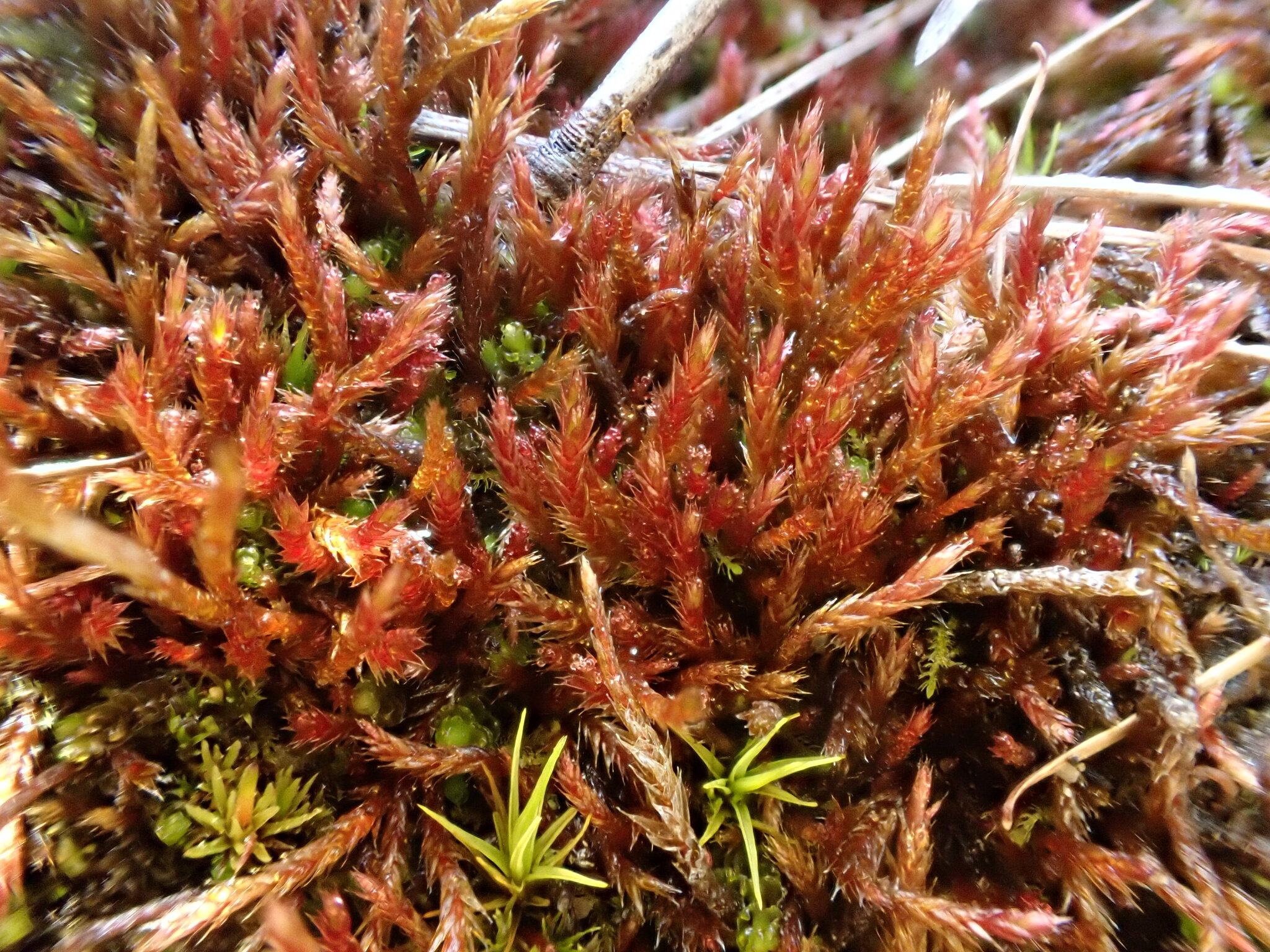 Orthothecium strictum