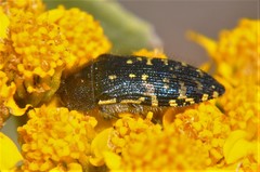Acmaeodera flavopicta