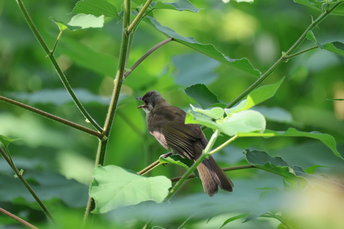 Light-vented Bulbul