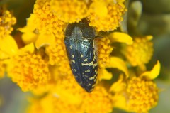 Acmaeodera flavopicta