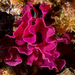 Pink Lace Bryozoan - Photo (c) David R, some rights reserved (CC BY-NC), uploaded by David R