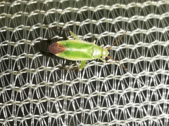 Orthotylus ericetorum